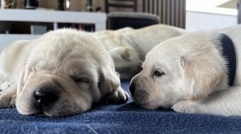 Piękne zdrowe szczeniaki Labrador Retriever z rodowodem ZKwP - 6