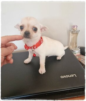 Chihuahua śliczny kremowo biały piesek - 6