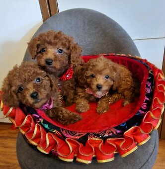 Pudel Toy,Miniaturka red - 6