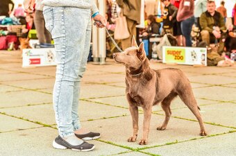 Australian kelpie - 6