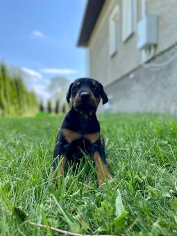 Szczeniaki dobermana - 6