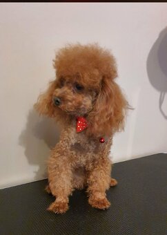Pudel Toy/Miniaturka śliczny pudelek red piesek - 6