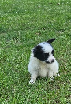 Spaniel Kontynentalny - Papillon - 6