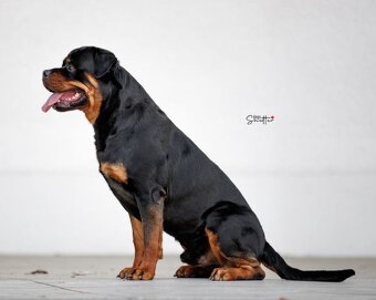 Rottweiler FCI ZKwP Białystok szczenięta szczeniak - 6