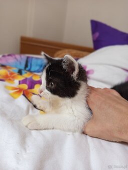 2 kocurki do adopcji - 6