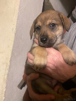 szczeniaki 8 tygodni - mama Beagle - 6