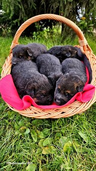 Szczenięta owczarek niemiecki - 6