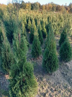 Tuje braband, szmaragd, kornik, aureospicata - 6