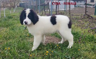 LANDSEER - 6