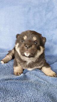 Shiba Inu + Nowy miot + Rezerwacja szczeniąt - 6