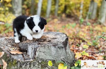 Border collie szczenięta hodowla Anidamara FCI - 6