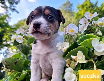 Parson Russell Terrier ZKwP FCI - 6