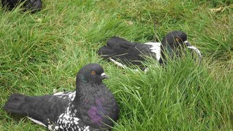 sprzedam gołębie - 6