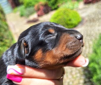 Gończy Słowacki KOPOV ZKwP FCI - 6