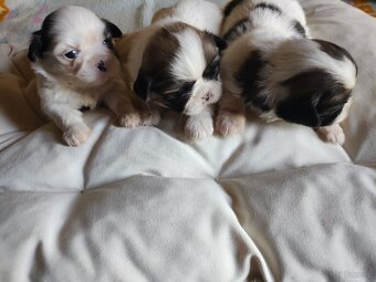 Suczki mieszanka (shih-tzu-pekinczyk) - 6