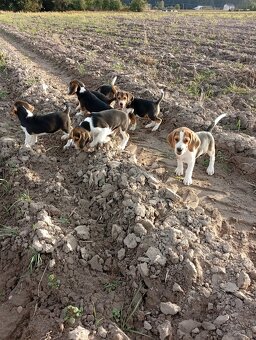 Beagle szczenięta - 6