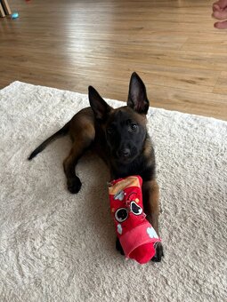 Owczarek belgijski malinois - 6