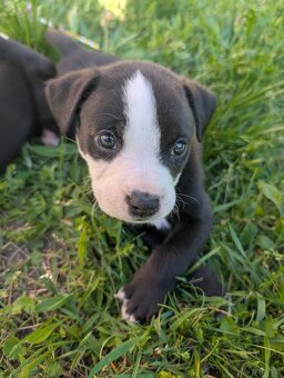 Szczeniaczki Amstaff - 6