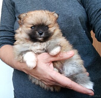 Štěňátka pomeranian s PP FCI - 6
