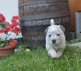Australijski pies do bydła  - Blue Heeler - 6