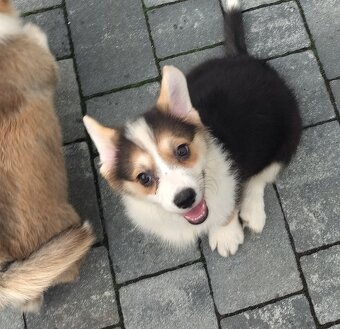 Welsh Corgi Pembroke FCI - 6