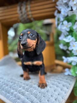 Piękna sunia jamnik miniaturowy standard z rodowodem - 6