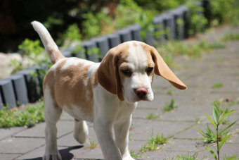 Szczeniaczek Beagle piesek po Championie Polski ZKwP - 6