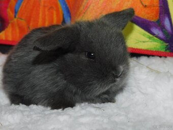 Mini lop niebieskie i niebiesko- białe - 6