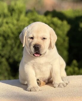 Niesamowite szczenięta labradora - 6