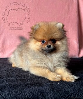 Szpic Miniaturowy, Pomeranian - 6