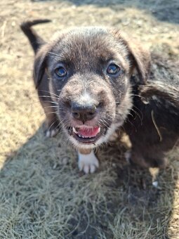 Oddam szczeniaczki za darmo - 6