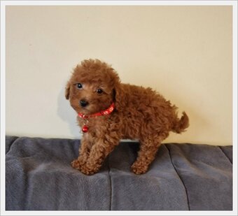 Pudel Toy red śliczny pudelek - 6