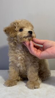 Najsłodsze szczenięta rasy Maltipoo
- 6