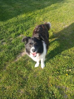 Border Collie - 6