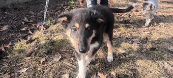 Szczeniaki owczarek szkocki - 6