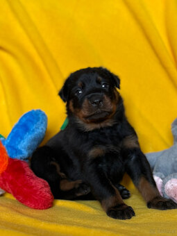 Beauceron - Owczarek francuski z rodowodem - 6