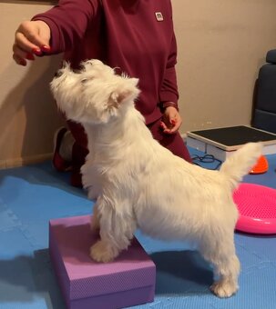 west highland white terrier - 6