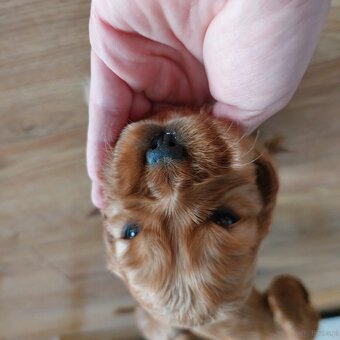 Cocker spaniel angielski - 6