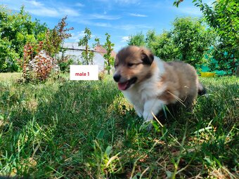 Owczarek szkocki collie FCI - szczeniak - 6