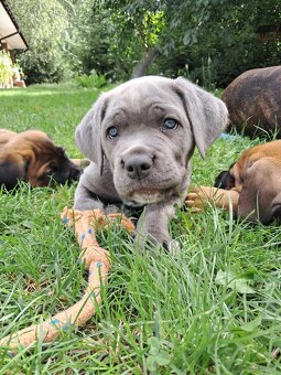 Urocze Cane Corso - 6