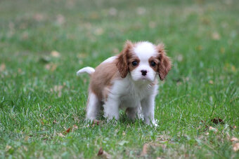 Cavalier King Charles Spaniel-szczeniaczek ZKwP - 6