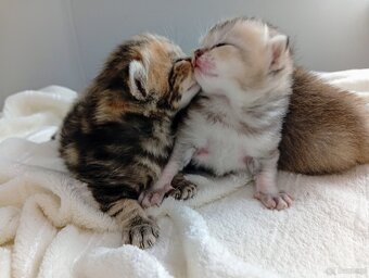 Cudowne Kocie Maleństwa Szkockie Szynszyle - 6