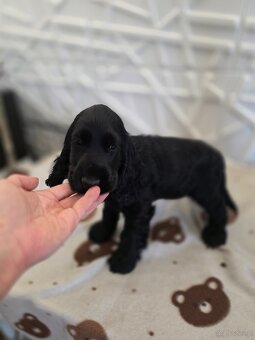 Cocker spaniel angielski Moris Mambo - 6