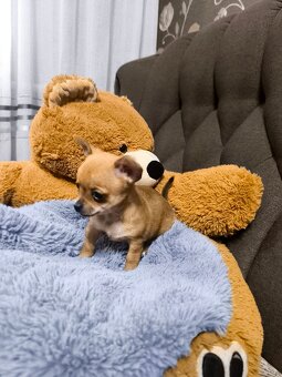 Szczeniaki rasy chihuahua - 6