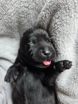 Labrador czarne ZKwP (FCI) szczenięta po Championie, suczki - 6