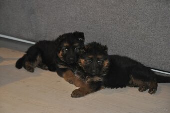 Owczarek Niemiecki Długowłosy- szczenięta - 6