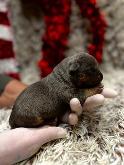 American bully XL s PP - 6