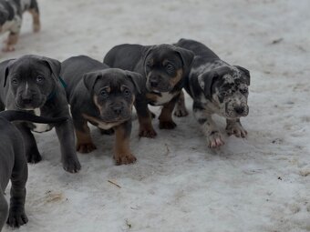 American bully XL s PP - 6