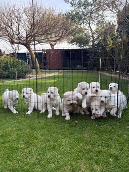 Owczarek środkowoazjatycki alabai - 6