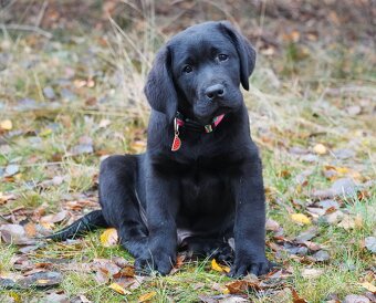 Labrador retriever,   czarny piesek ZKwP/ FCI - 6